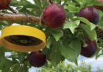 Safe, Simple, Successful: Here’s an Eco-Friendly Fruit Fly Solution