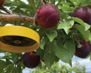 fruit-fly-control-south-africa-3-1