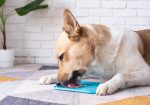 Your dog is not naughty – He’s just bored, and this inexpensive tool can fix it