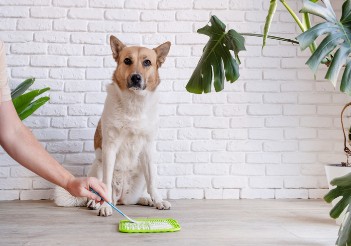 Your dog is not naughty – He’s just bored, and this inexpensive tool can fix it