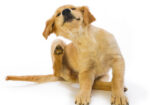 Ticks and fleas are killing your pets – and are dangerous for your family