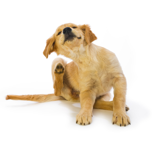 Ticks and fleas are killing your pets – and are dangerous for your family