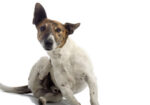 Ticks and fleas are killing your pets – and are dangerous for your family