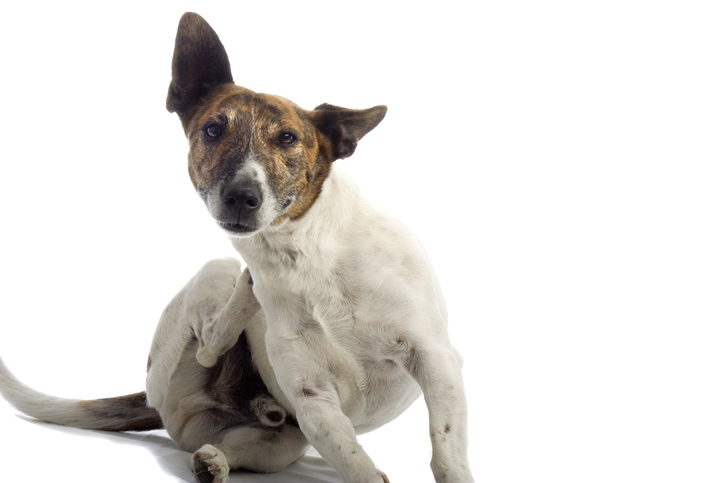 Ticks and fleas are killing your pets – and are dangerous for your family